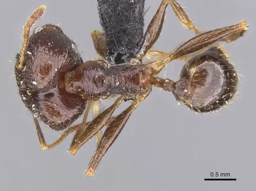 Pheidole oceanica specimen CASENT0913382 image casent0913382_1