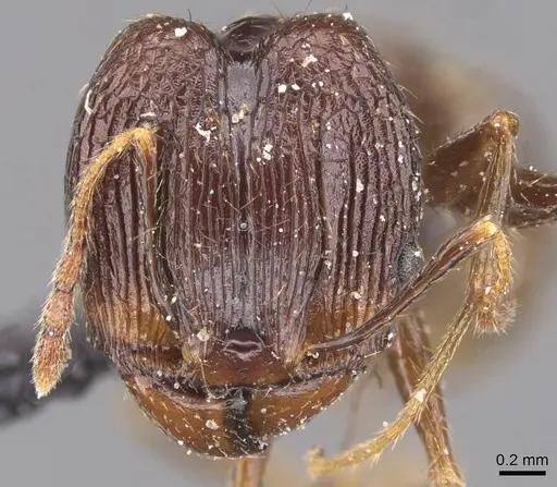 Pheidole oceanica specimen CASENT0913382 image casent0913382_2
