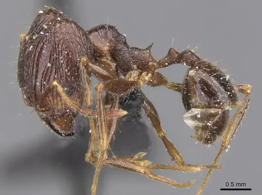 Pheidole oceanica specimen CASENT0913382 image casent0913382_3