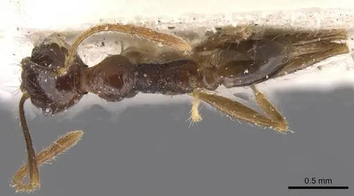 Pheidole oceanica specimen CASENT0913383 image casent0913383_1
