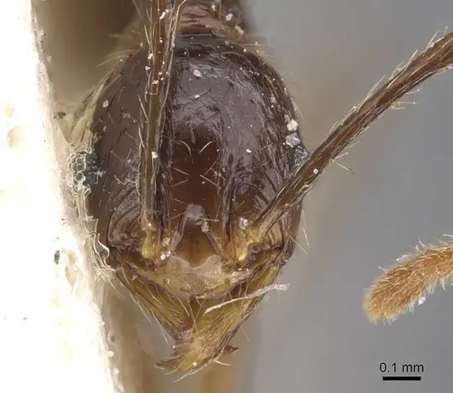 Pheidole oceanica specimen CASENT0913383 image casent0913383_2