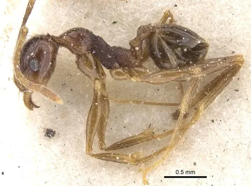 Pheidole oceanica specimen CASENT0913383 image casent0913383_3