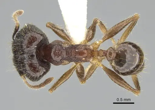 Pheidole oceanica specimen CASENT0919932 image casent0919932_1