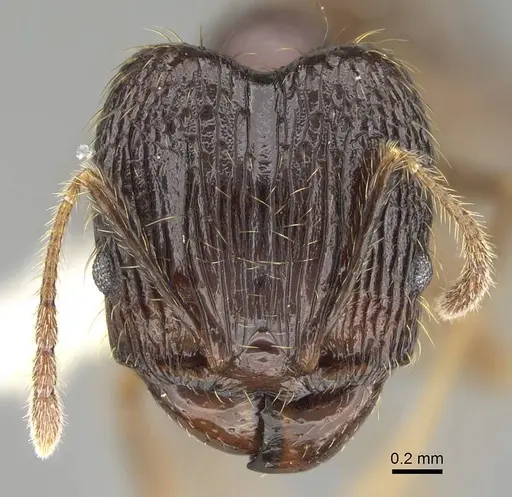 Pheidole oceanica specimen CASENT0919932 image casent0919932_2