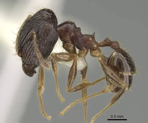 Pheidole oceanica specimen CASENT0919932 image casent0919932_3
