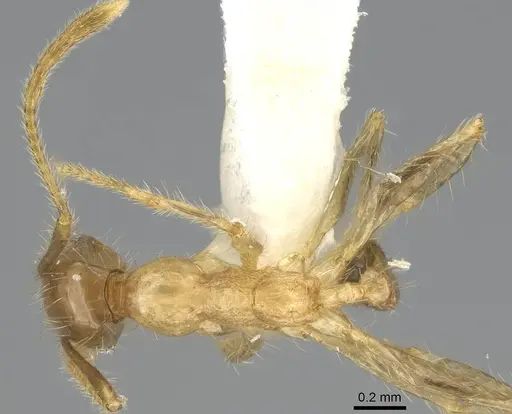 Pheidole oceanica specimen CASENT0919933 image casent0919933_1