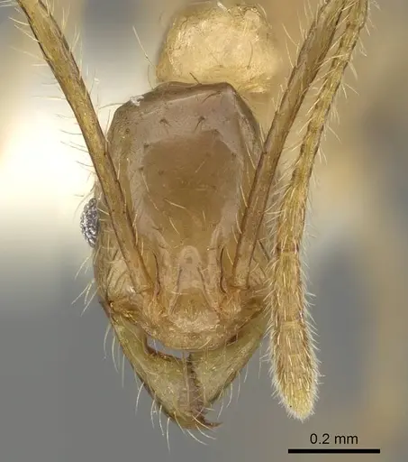 Pheidole oceanica specimen CASENT0919933 image casent0919933_2
