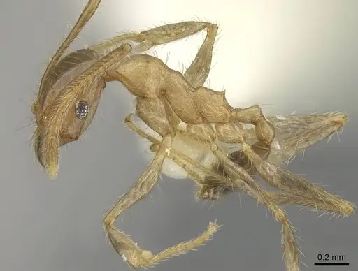 Pheidole oceanica specimen CASENT0919933 image casent0919933_3