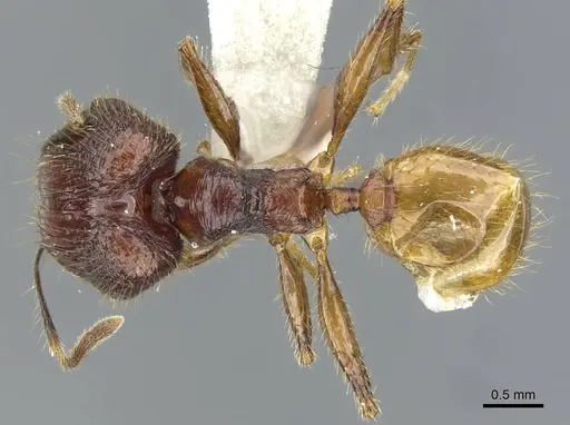 Pheidole ochracea specimen CASENT0911218 image casent0911218_1