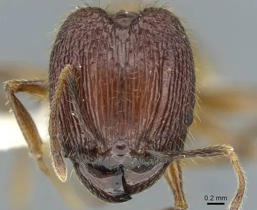Pheidole ochracea specimen CASENT0911218 image casent0911218_2