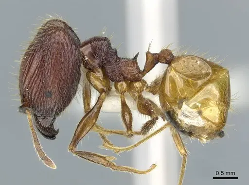 Pheidole ochracea specimen CASENT0911218 image casent0911218_3