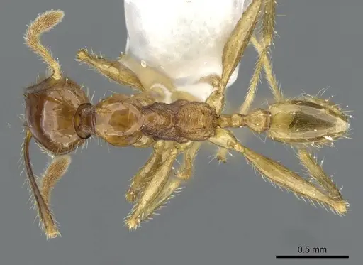 Pheidole ochracea specimen CASENT0911219 image casent0911219_1