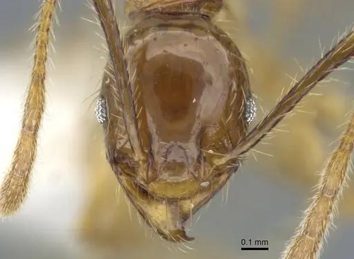 Pheidole ochracea specimen CASENT0911219 image casent0911219_2
