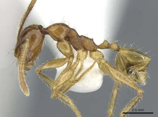 Pheidole ochracea specimen CASENT0911219 image casent0911219_3