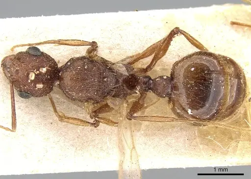 Pheidole oculata specimen CASENT0102052 image casent0102052_2