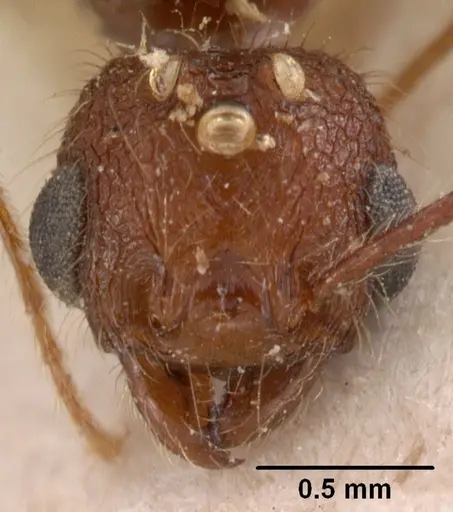 Pheidole oculata specimen CASENT0102052 image casent0102052_3