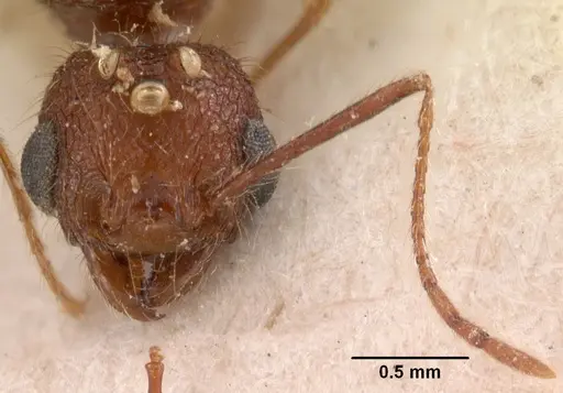 Pheidole oculata specimen CASENT0102052 image casent0102052_4
