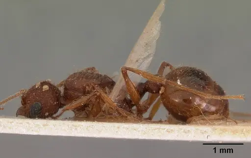 Pheidole oculata specimen CASENT0102052 image casent0102052_5