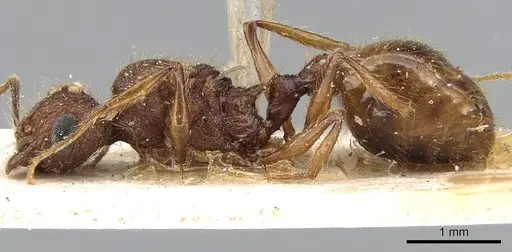 Pheidole oculata specimen CASENT0102052 image casent0102052_6
