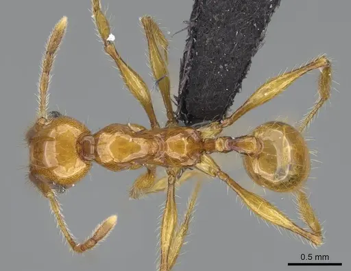 Pheidole oculata specimen CASENT0135985 image casent0135985_1