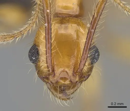 Pheidole oculata specimen CASENT0135985 image casent0135985_2