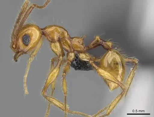Pheidole oculata specimen CASENT0135985 image casent0135985_3