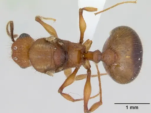 Pheidole oculata specimen CASENT0420394 image casent0420394_1