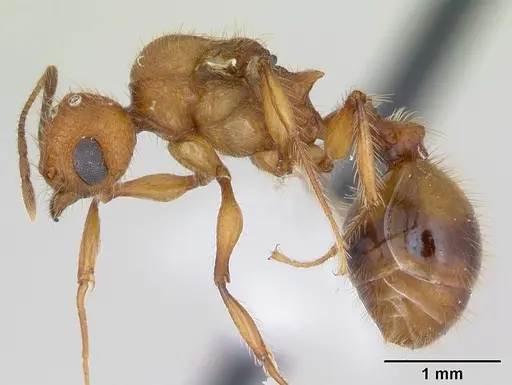 Pheidole oculata specimen CASENT0420394 image casent0420394_3