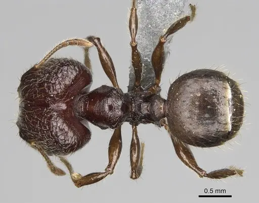 Pheidole ocypodea specimen CASENT0304390 image casent0304390_1