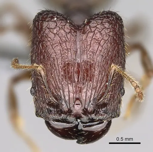 Pheidole ocypodea specimen CASENT0304390 image casent0304390_2