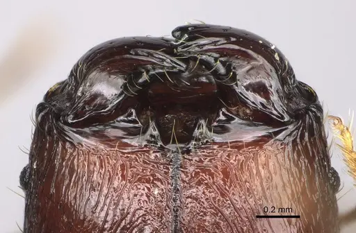 Pheidole ocypodea specimen CASENT0304390 image casent0304390_3