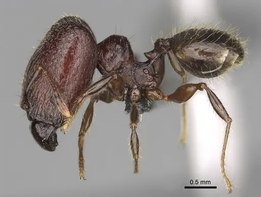 Pheidole ocypodea specimen CASENT0304390 image casent0304390_4