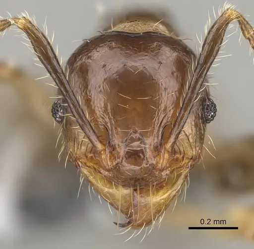 Pheidole ocypodea specimen CASENT0923220 image casent0923220_2