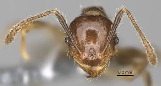 Pheidole ocypodea specimen CASENT0923220 image casent0923220_3