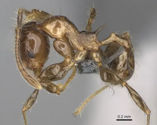 Pheidole ocypodea specimen CASENT0923220 image casent0923220_4