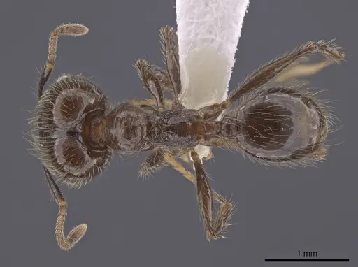 Pheidole oliveirai specimen CASENT0643896 image casent0643896_1