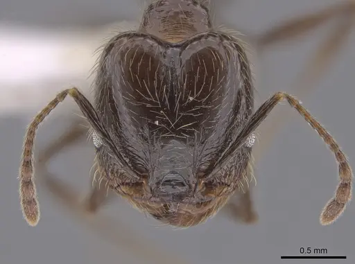 Pheidole oliveirai specimen CASENT0643896 image casent0643896_2
