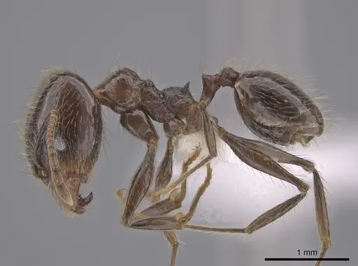 Pheidole oliveirai specimen CASENT0643896 image casent0643896_3