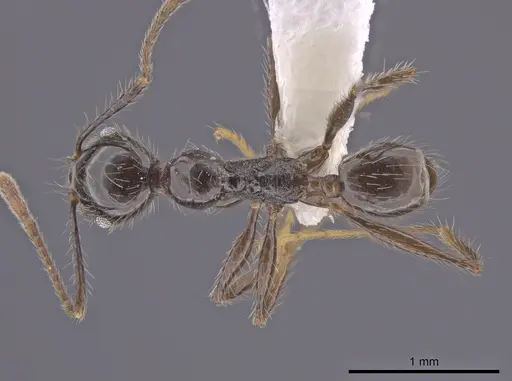 Pheidole oliveirai specimen CASENT0643897 image casent0643897_1