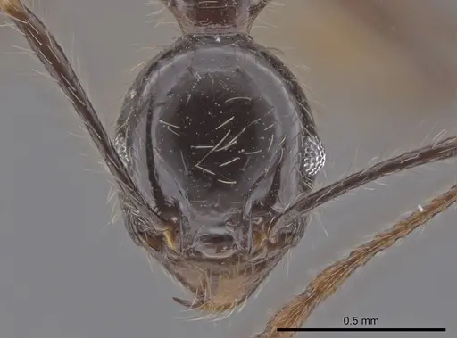 Pheidole oliveirai specimen CASENT0643897 image casent0643897_2