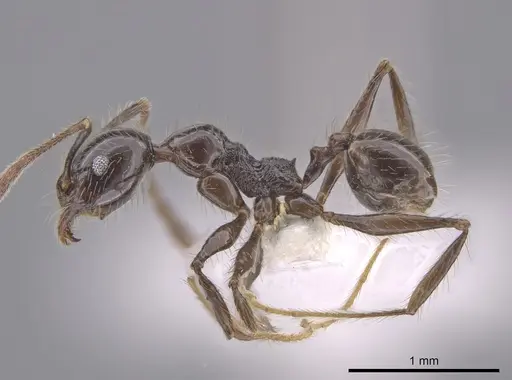 Pheidole oliveirai specimen CASENT0643897 image casent0643897_3