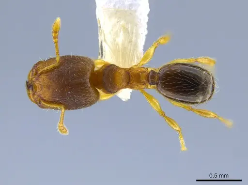 Pheidole olsoni specimen CASENT0637150 image casent0637150_1