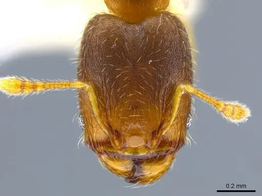 Pheidole olsoni specimen CASENT0637150 image casent0637150_2