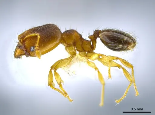 Pheidole olsoni specimen CASENT0637150 image casent0637150_3