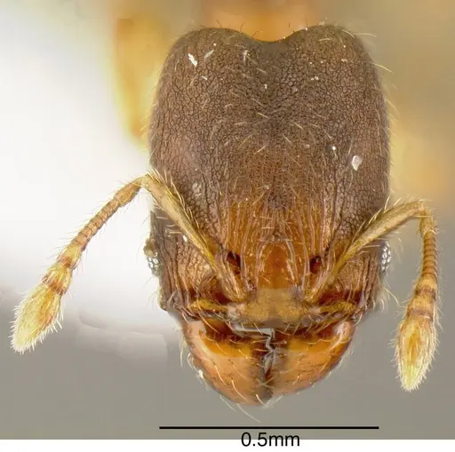 Pheidole olsoni specimen INB0003211782 image inb0003211782_1
