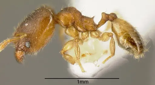 Pheidole olsoni specimen INB0003211782 image inb0003211782_2