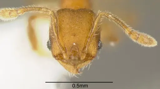 Pheidole olsoni specimen INB0003213400 image inb0003213400_1