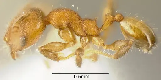 Pheidole olsoni specimen INB0003213400 image inb0003213400_2