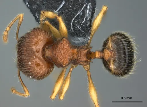 Pheidole onifera specimen CASENT0185253 image casent0185253_1