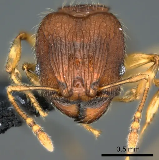 Pheidole onifera specimen CASENT0185253 image casent0185253_2
